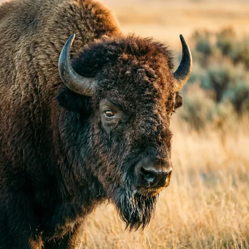 Bison