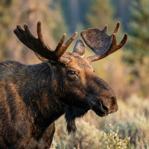 Moose